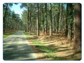 Endless pine forests offer cyclists a refreshing ride