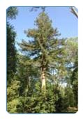 California sequoia in the park 